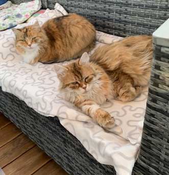 Sibirisk katt Dani Uni