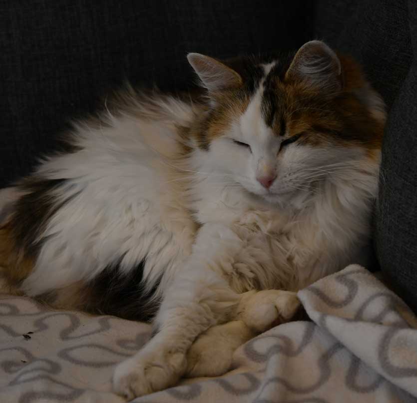 Sibirisk katt Tracie