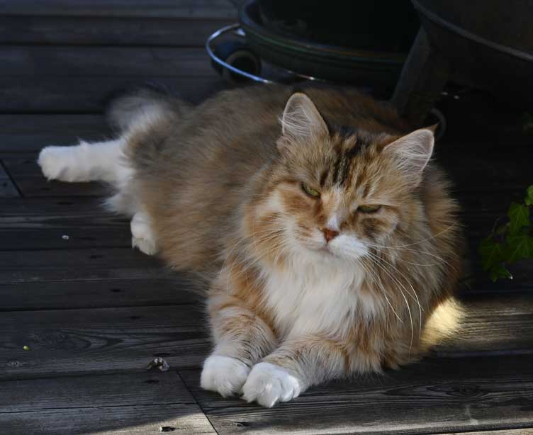 Sibirisk katt Dani