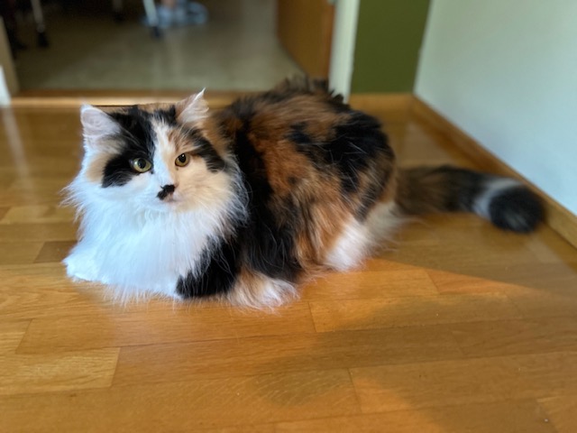 Sibirisk katt Isonoe