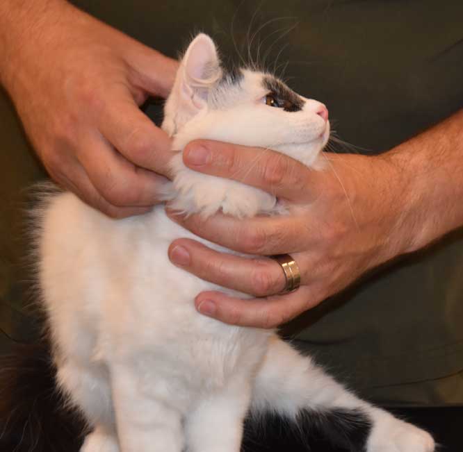 Sibirisk kattunge Picasso