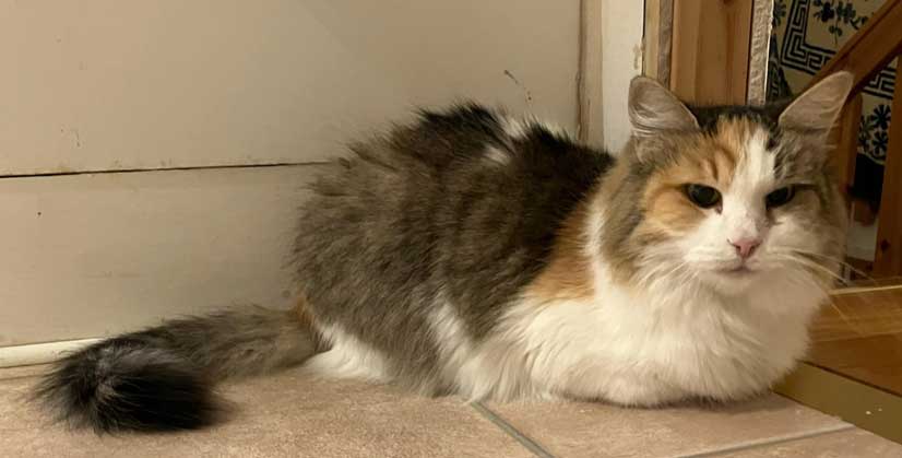 Sibirisk katt Colbie