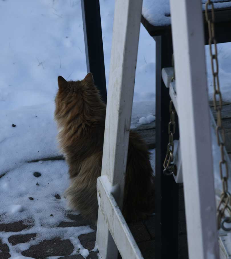 Sibirisk katt Uni