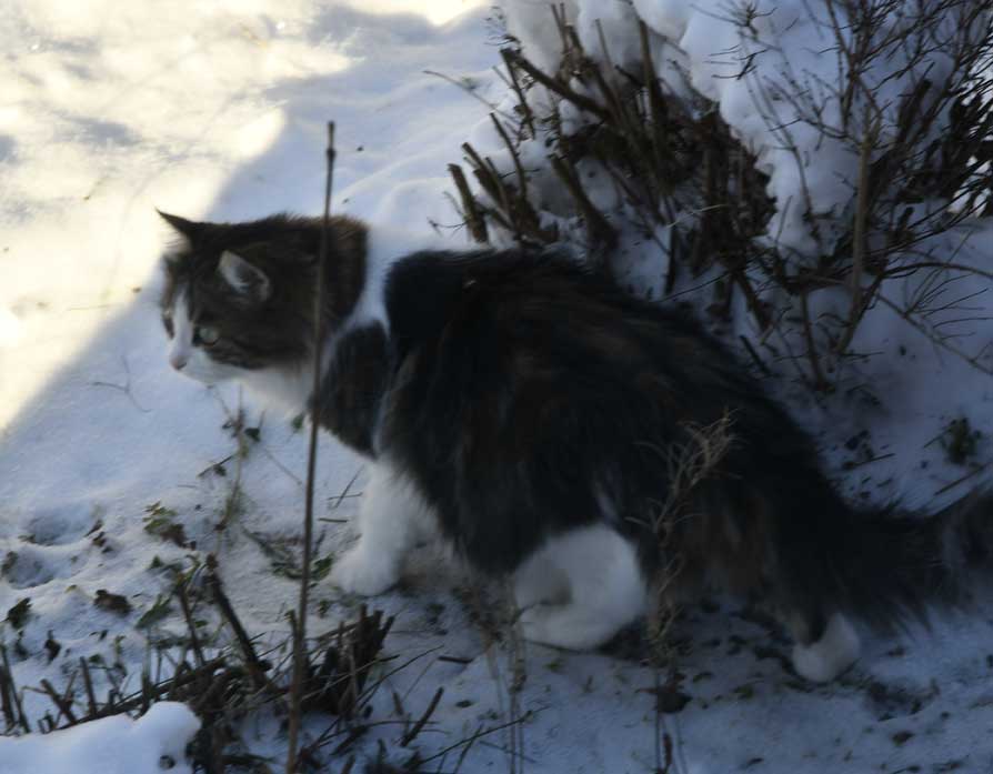 Sibirisk katt Vickie