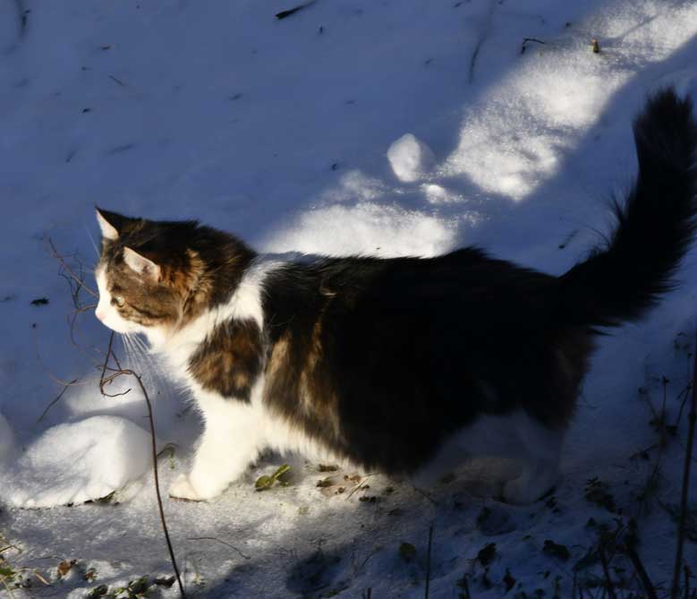 Sibirisk katt Vickie