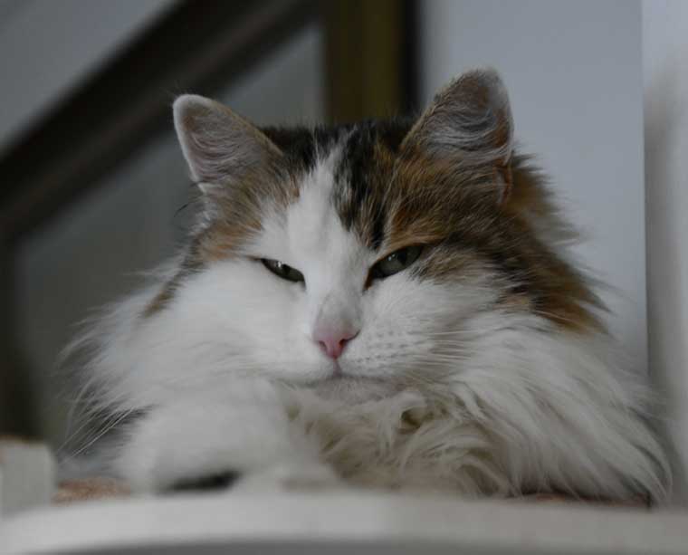 Sibirisk katt Tracie