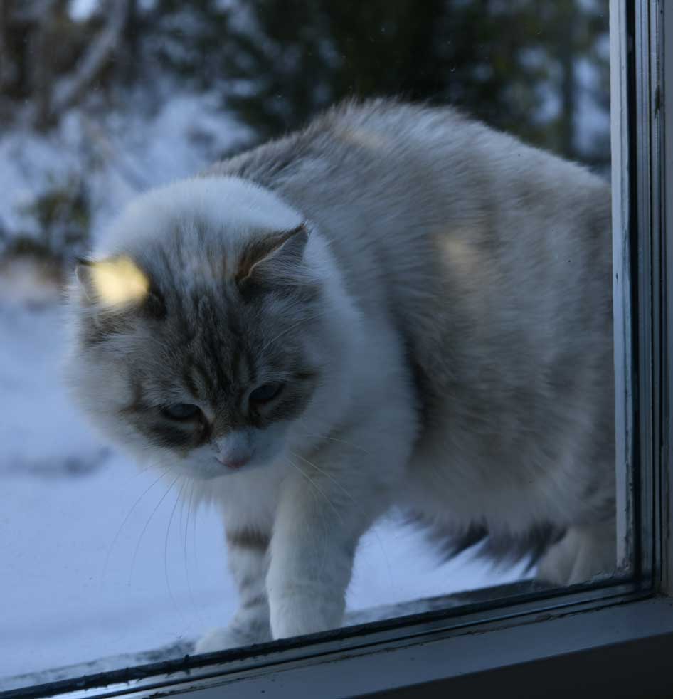 Neva Masquerade katt Whiffi