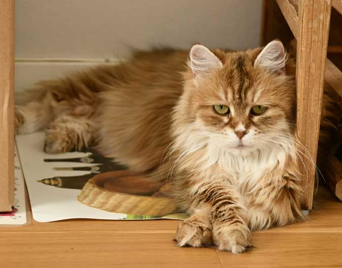 Sibirisk katt Uni