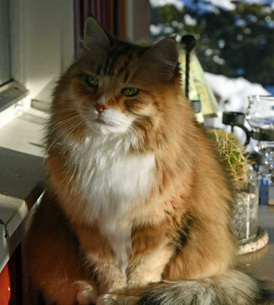 Sibirisk katt Dani