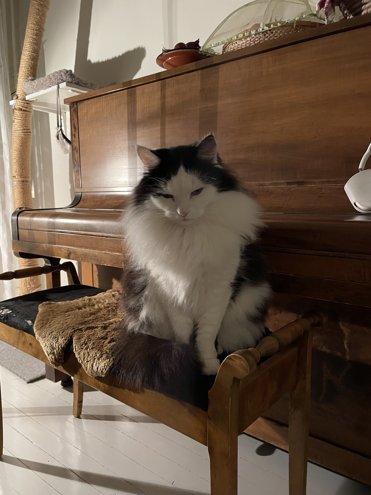 Sibirisk katt Yale