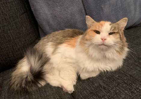 Sibirisk katt Colbie