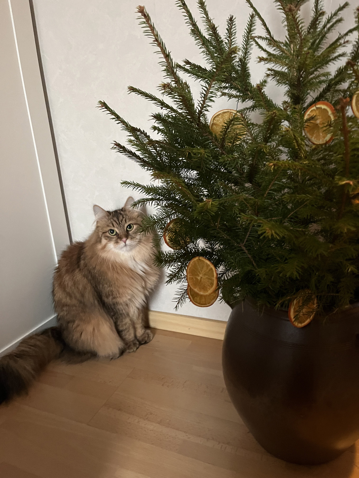 Sibirisk katt Mimas