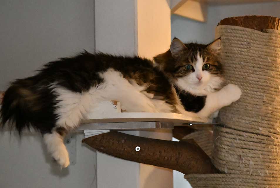 Sibirisk katt Vickie