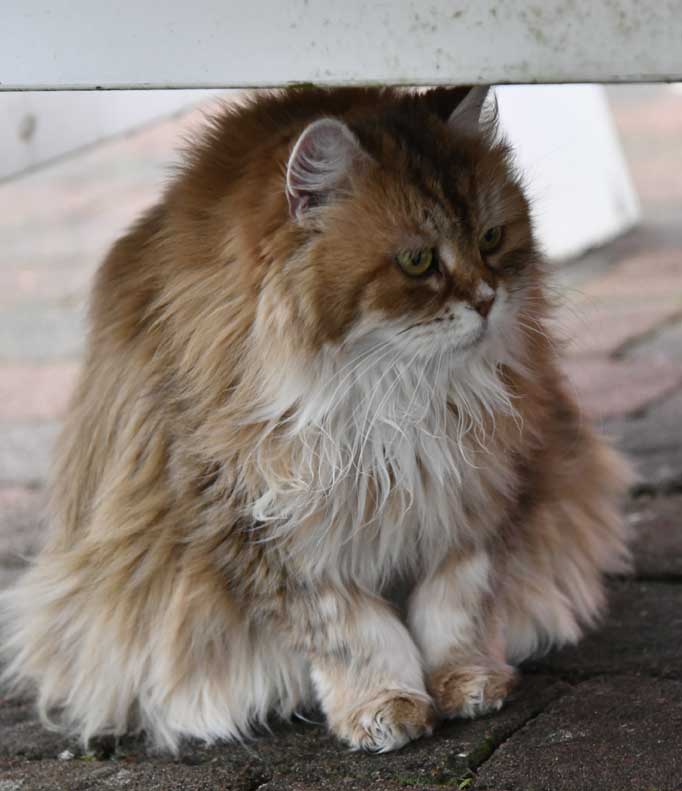 Sibirisk katt Uni