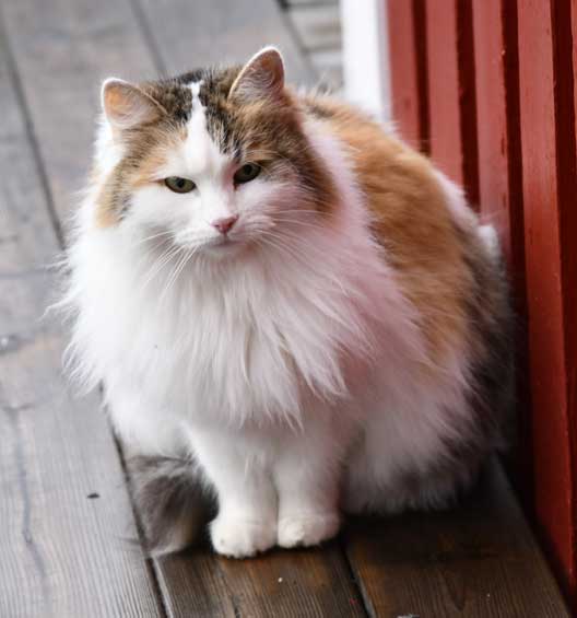 Sibirisk katt Tracie