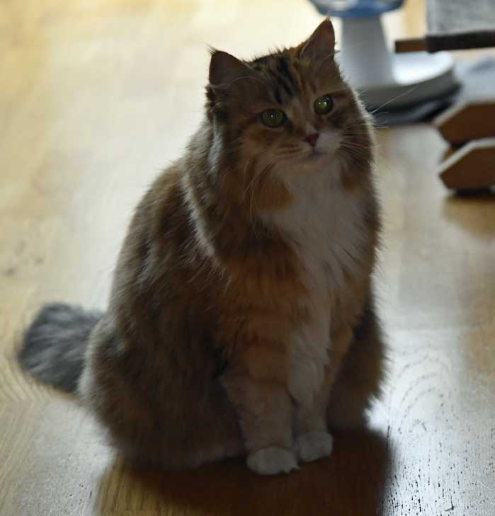Sibirisk katt Dani
