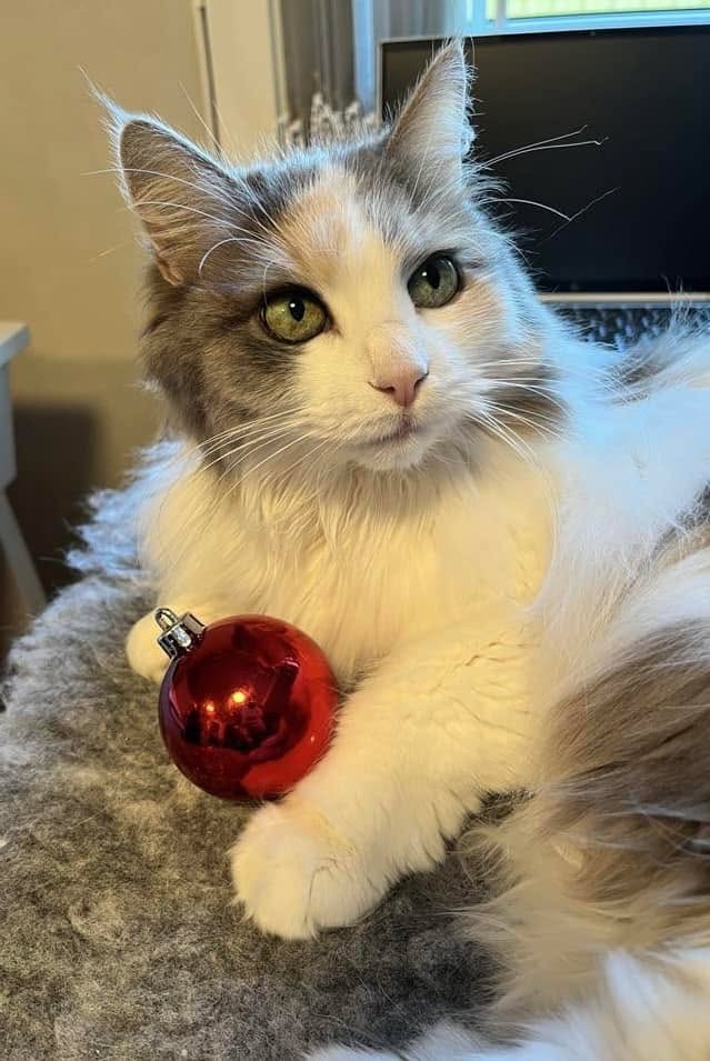Julhälsning Belle