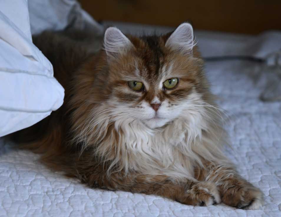 Sibirisk katt Uni