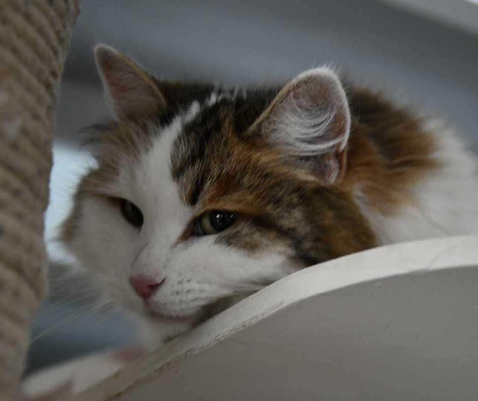 Sibirisk katt Tracie