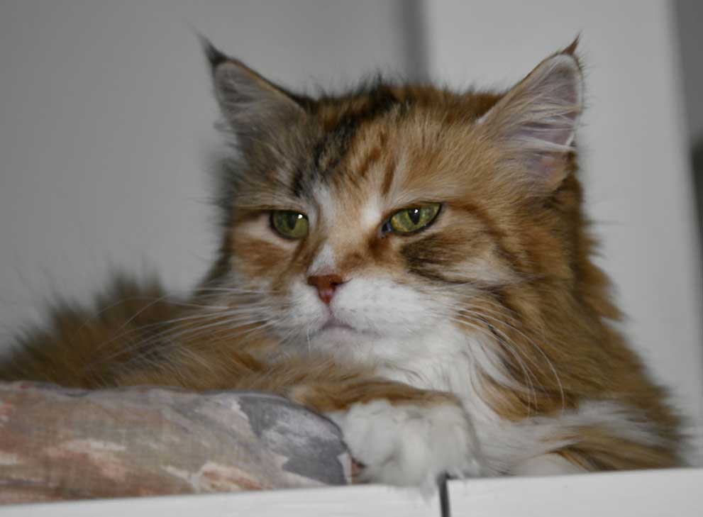 Sibirisk katt Dani