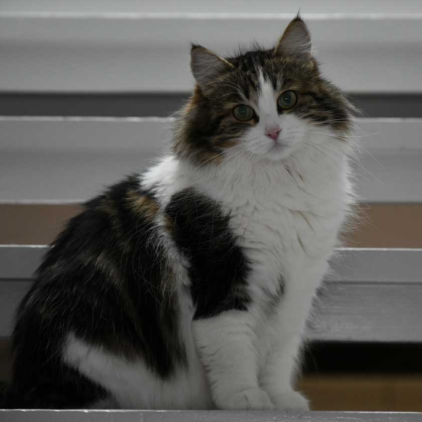 Sibirisk katt Vickie