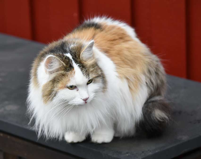 Sibirisk katt Traciee