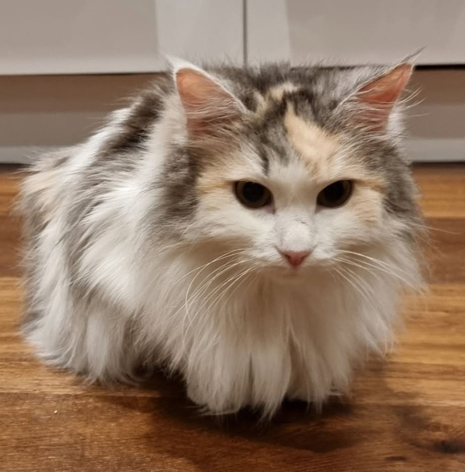 Sibirisk katt Gamma