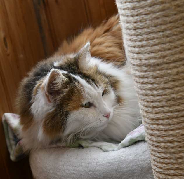 Sibirisk katt Tracie