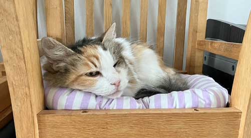 Sibirisk katt Colbie