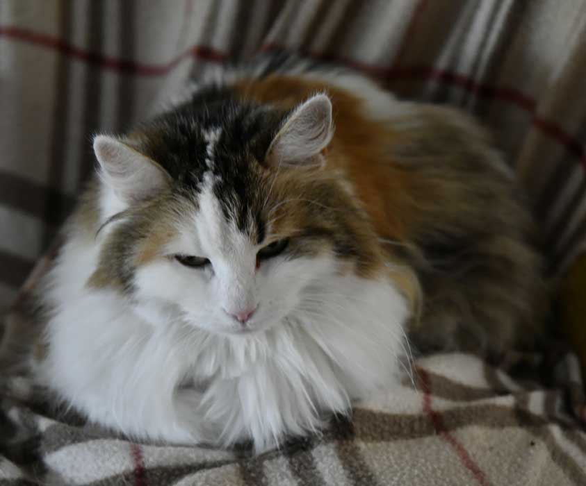 Sibirisk katt Tracie