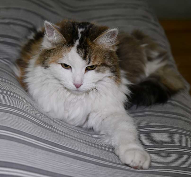 Sibirisk katt Tracie