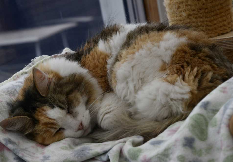 Sibirisk katt Colbie