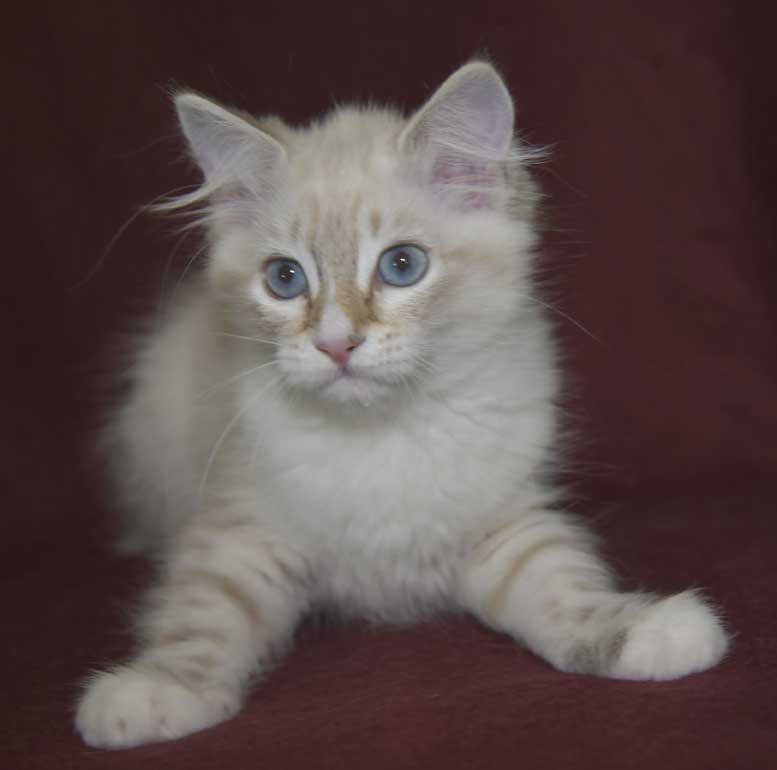 Neva Masquerade kattunge Ritzi