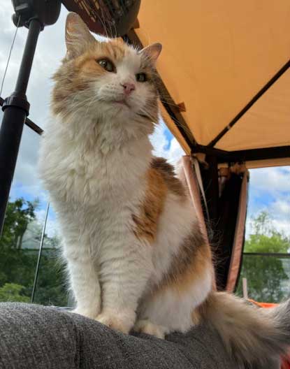 Sibirisk katt Colbie