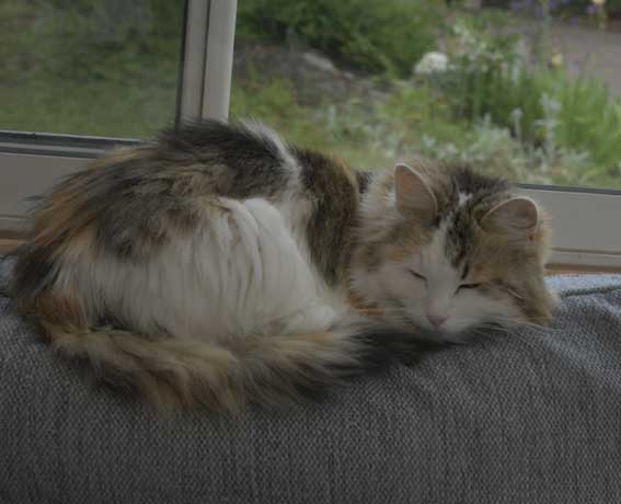 Sibirisk katt Tracie