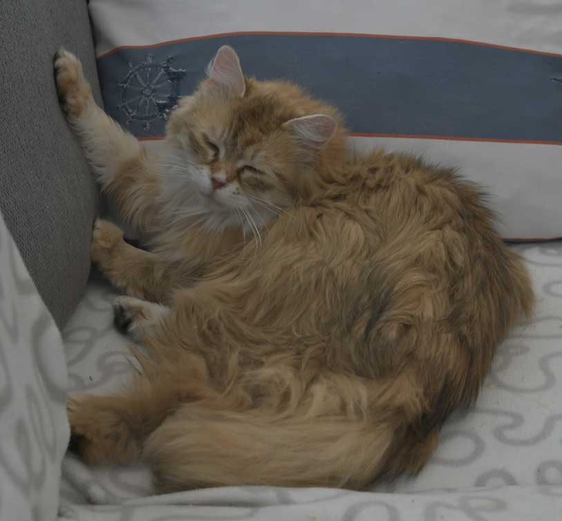Sibirisk katt Uni