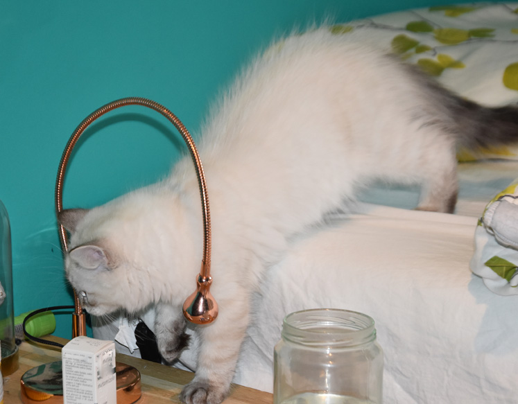 Neva Masquerade kattunge Ricci