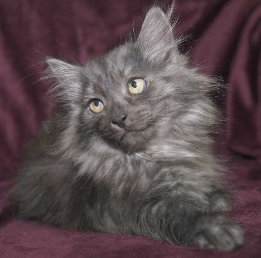 Sibirisk kattunge Sir Skip