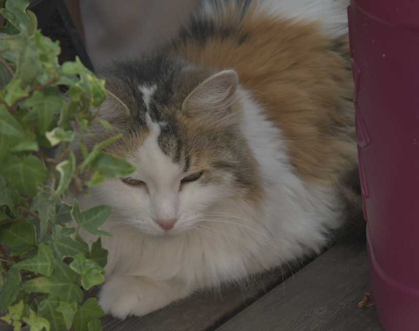 Sibirisk katt Tracie