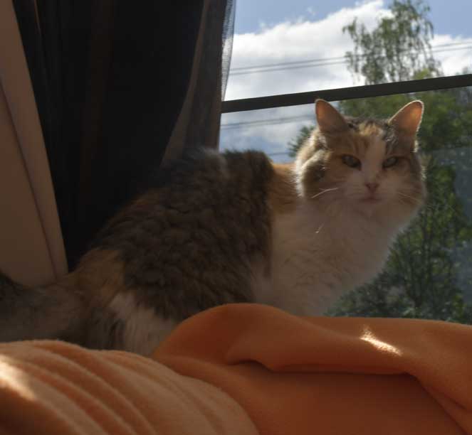 Sibirisk katt Colbie