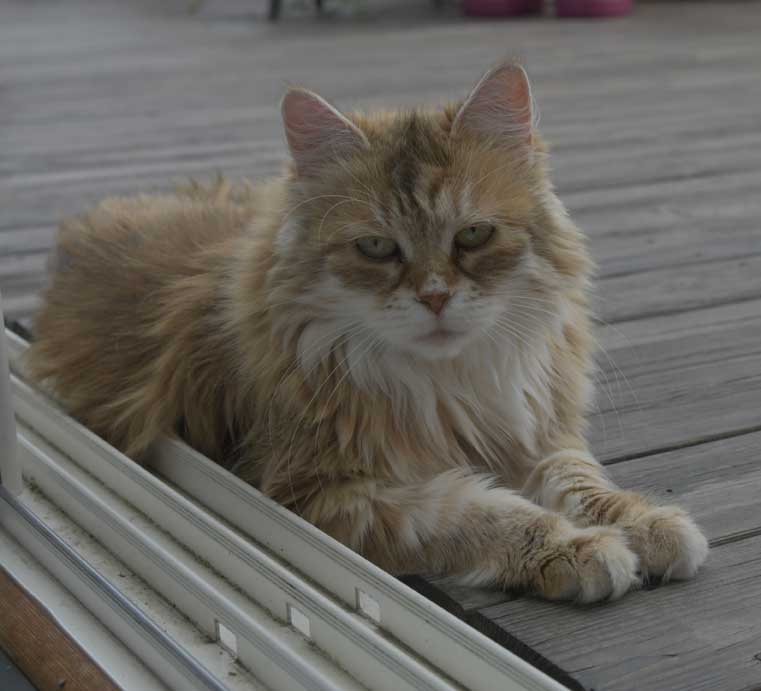 Sibirisk katt Uni