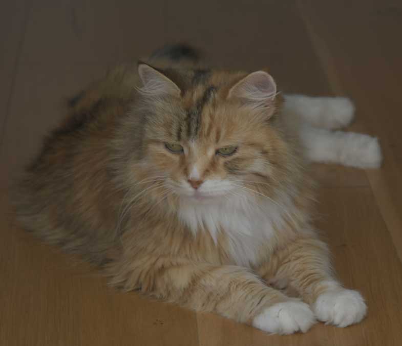 Sibirisk katt Dani