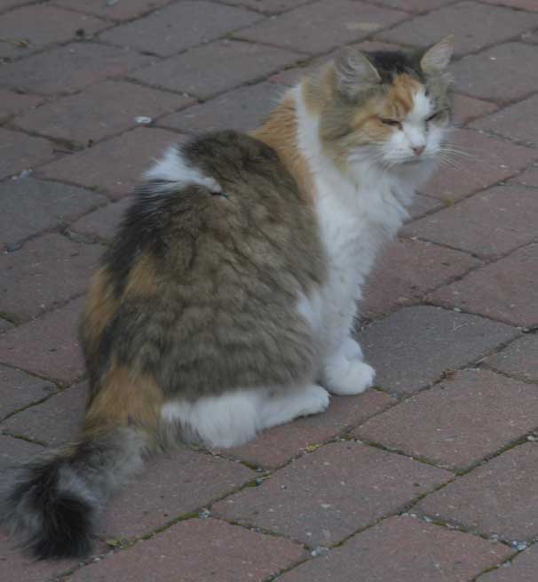 Sibiriska katter Colbie