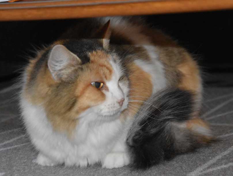 Sibirisk katt Colbie
