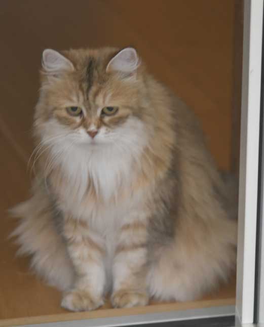 Sibirisk katt Uni