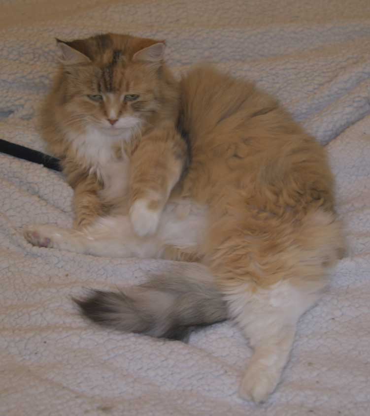Sibirisk katt Dani