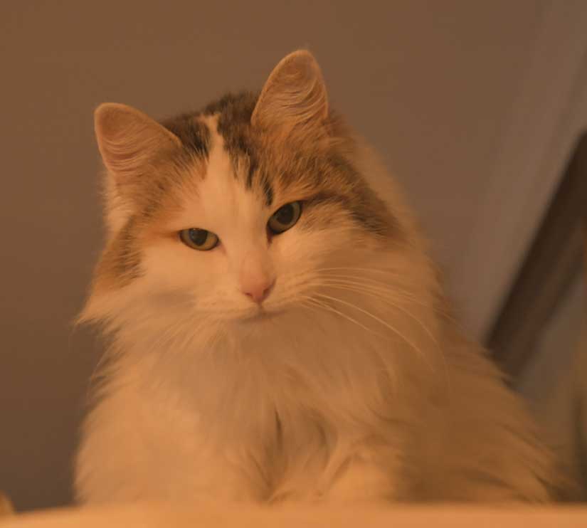 Sibirisk katt Tracie