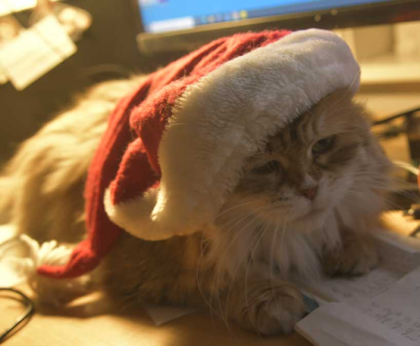 Sibirisk katt Unir