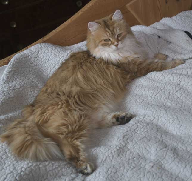 Sibirisk katt Uni