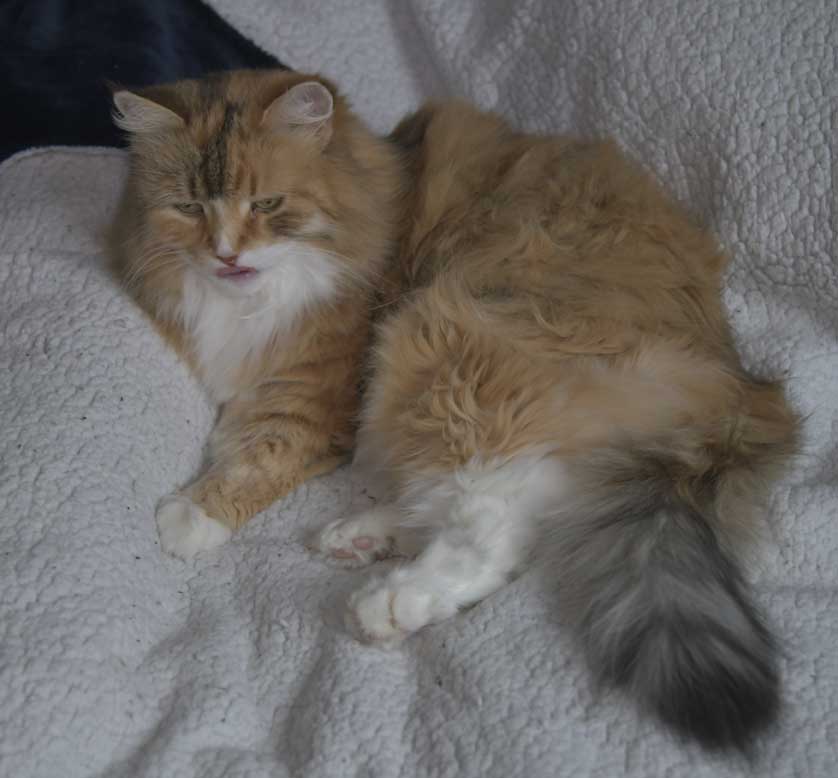 Sibirisk katt